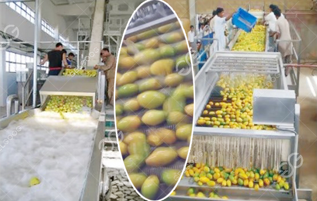 lini produksi jus mangga