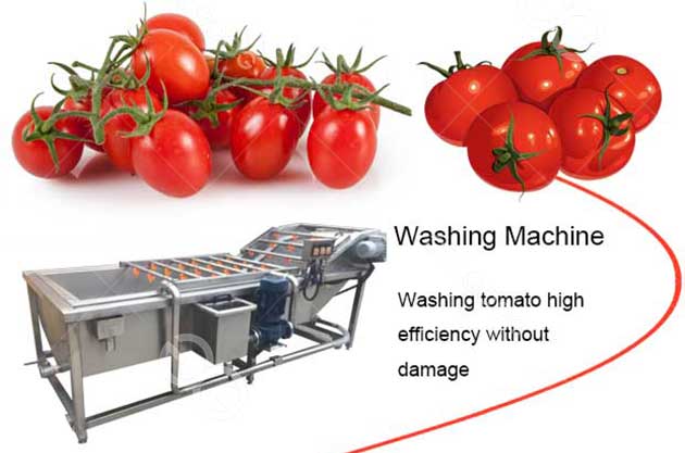 tomato washing machine