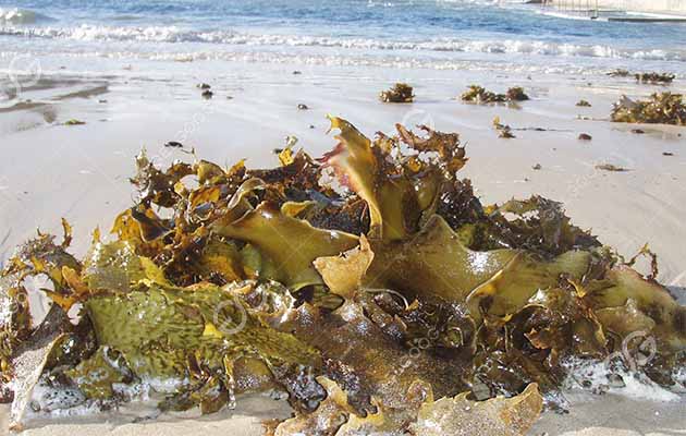 seaweed from beach