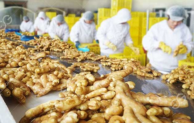 business plan for ginger processing