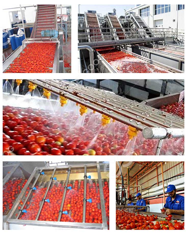 Tomato washing details