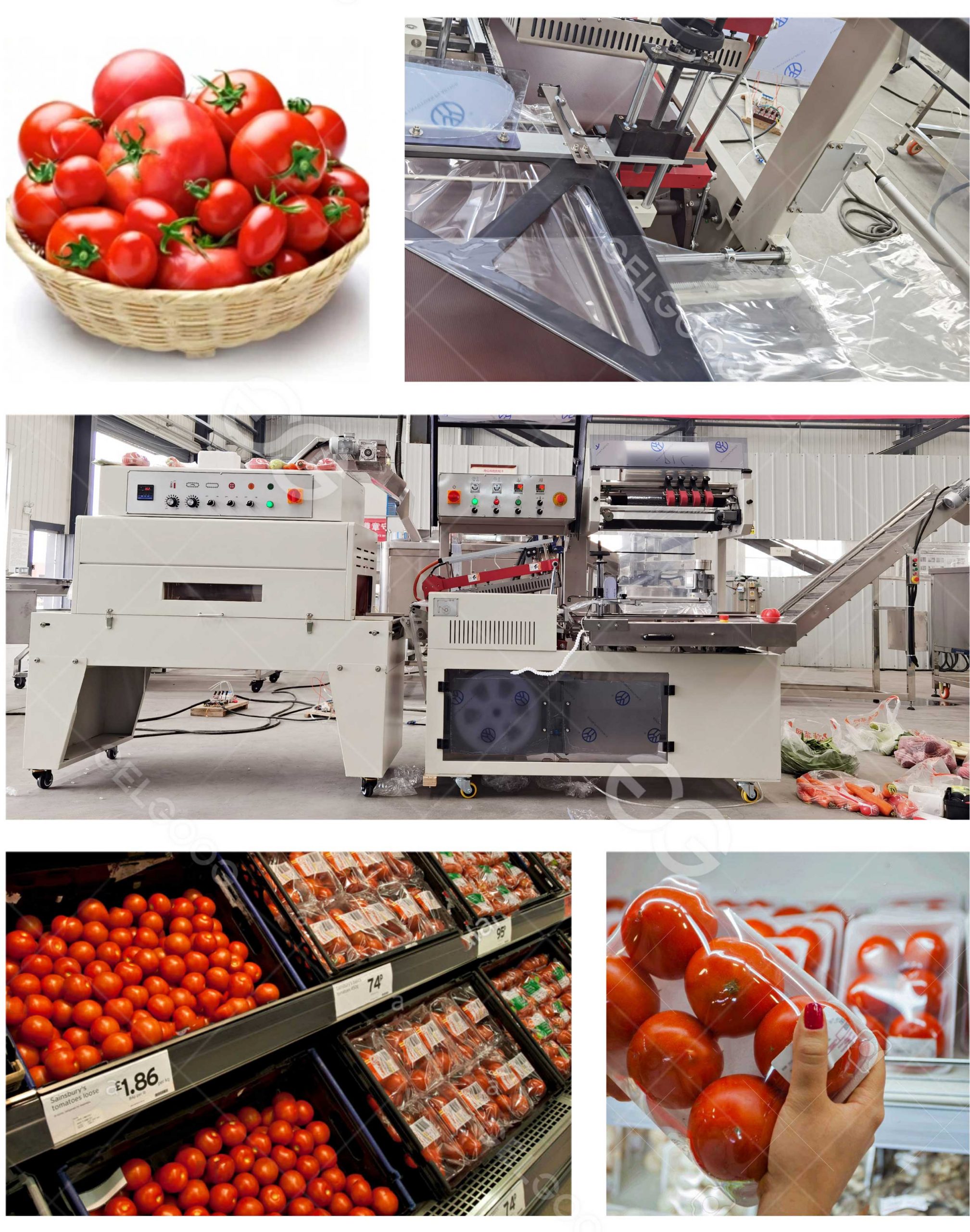 tomato packaging machine and the final products