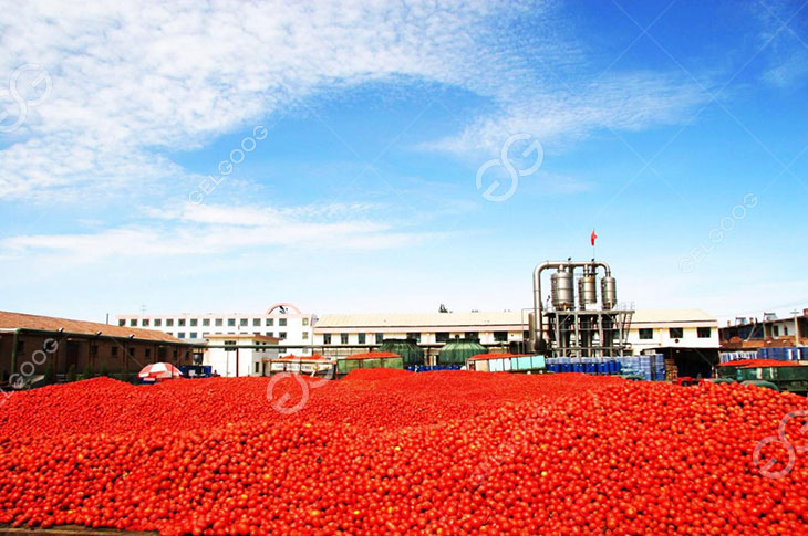 jalur produksi pasta tomat siap pakai