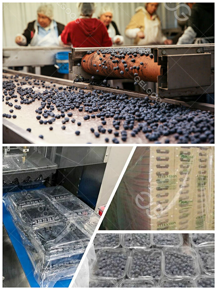 blueberry washing to packaging details