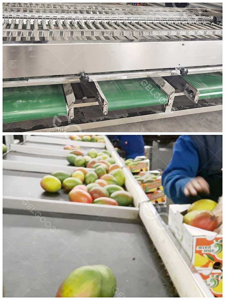 mango grading machine