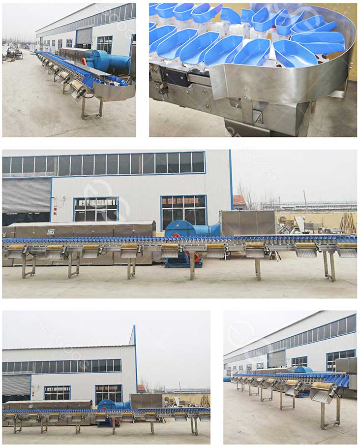 mango sorting machine details in our factory