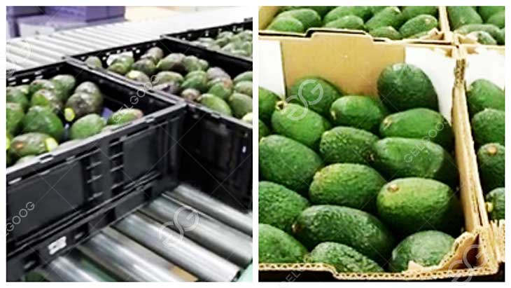 avocado sorting details