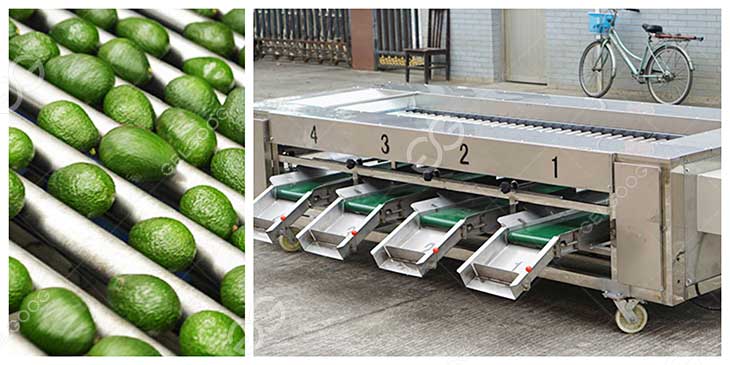 avocado sorting machine details