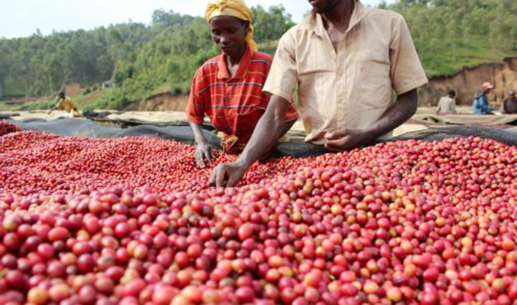harvested coffee cherry from farm