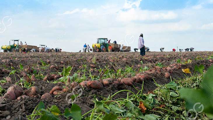 sweet potato harvest at family farm