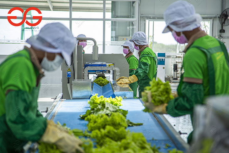 lettuce packing machine