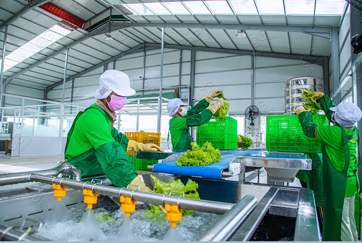 lettuce washing machine