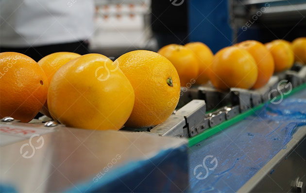 fruit sorting machine