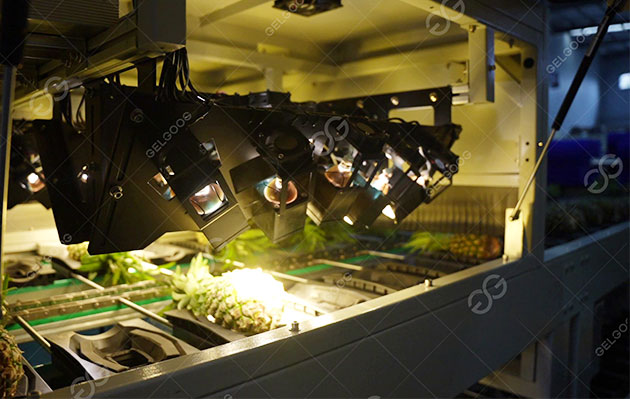pineapple sorting factory