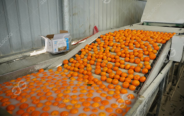 jarred mandarin oranges machine