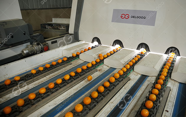 jarred mandarin oranges factory