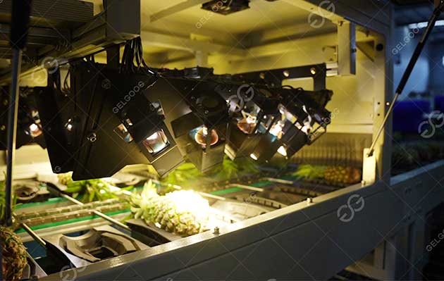 pineapple sugar sorting machine