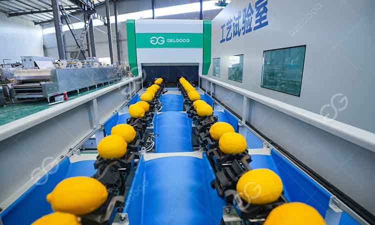 Lemon juice processing factory