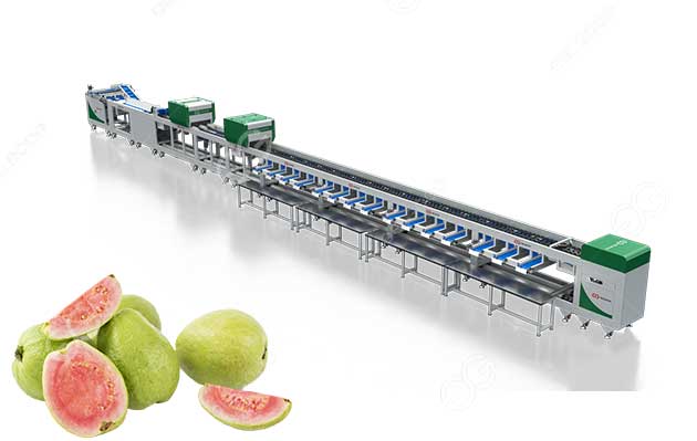 guava sorting machine
